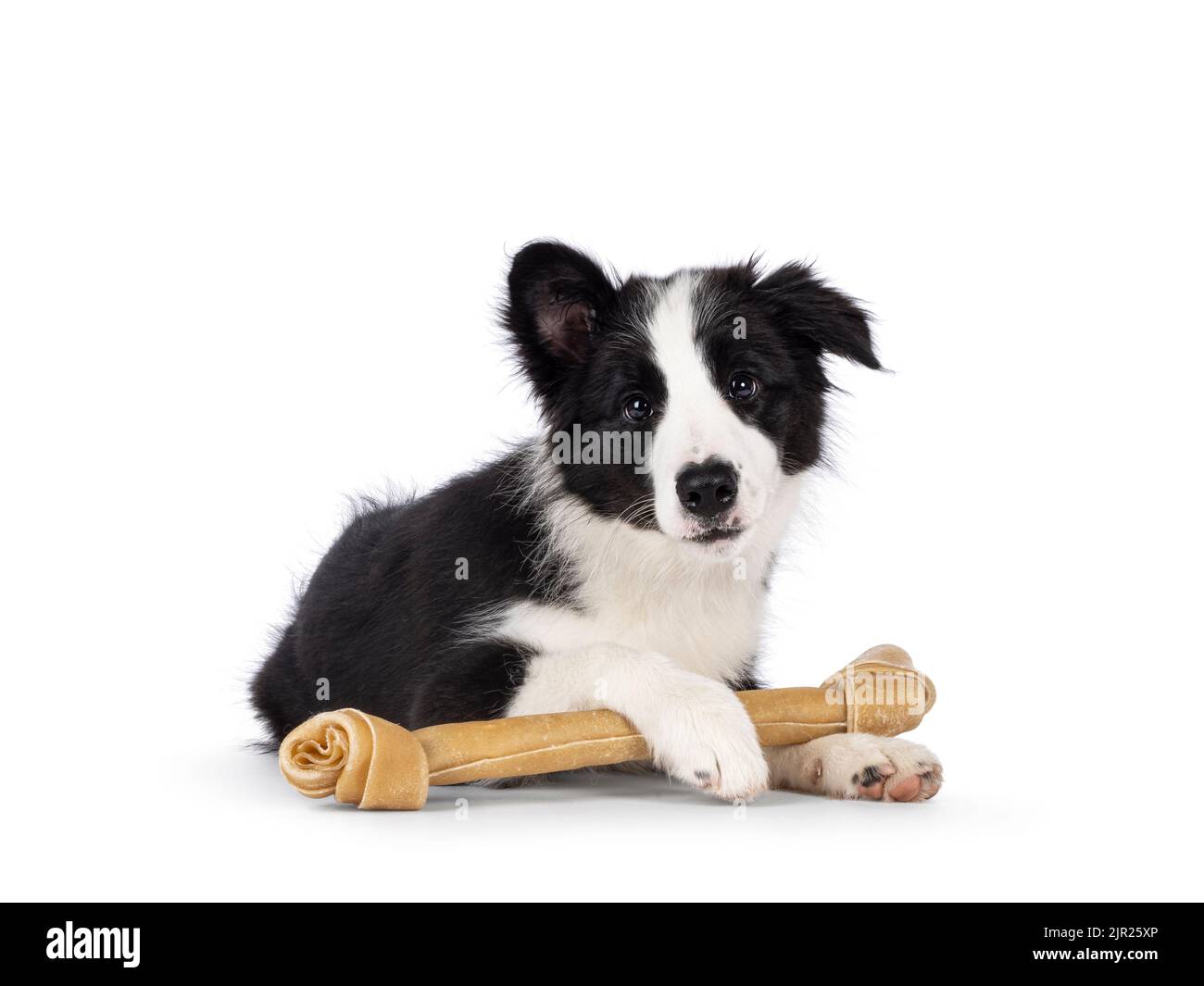 Super adorable, typique noir avec un petit chien blanc Border Colie, en tenant un gros os entre les pattes. En regardant vers l'appareil photo avec un logiciel incroyable Banque D'Images