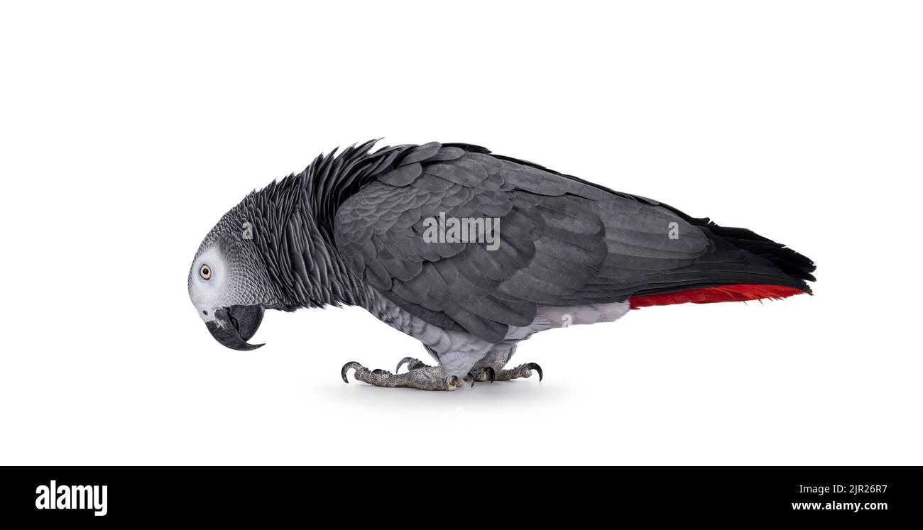 Vue détaillée du perroquet gris, sur les côtés, tête vers le bas. Vue sur le sol. Isolé sur un fond blanc. Banque D'Images