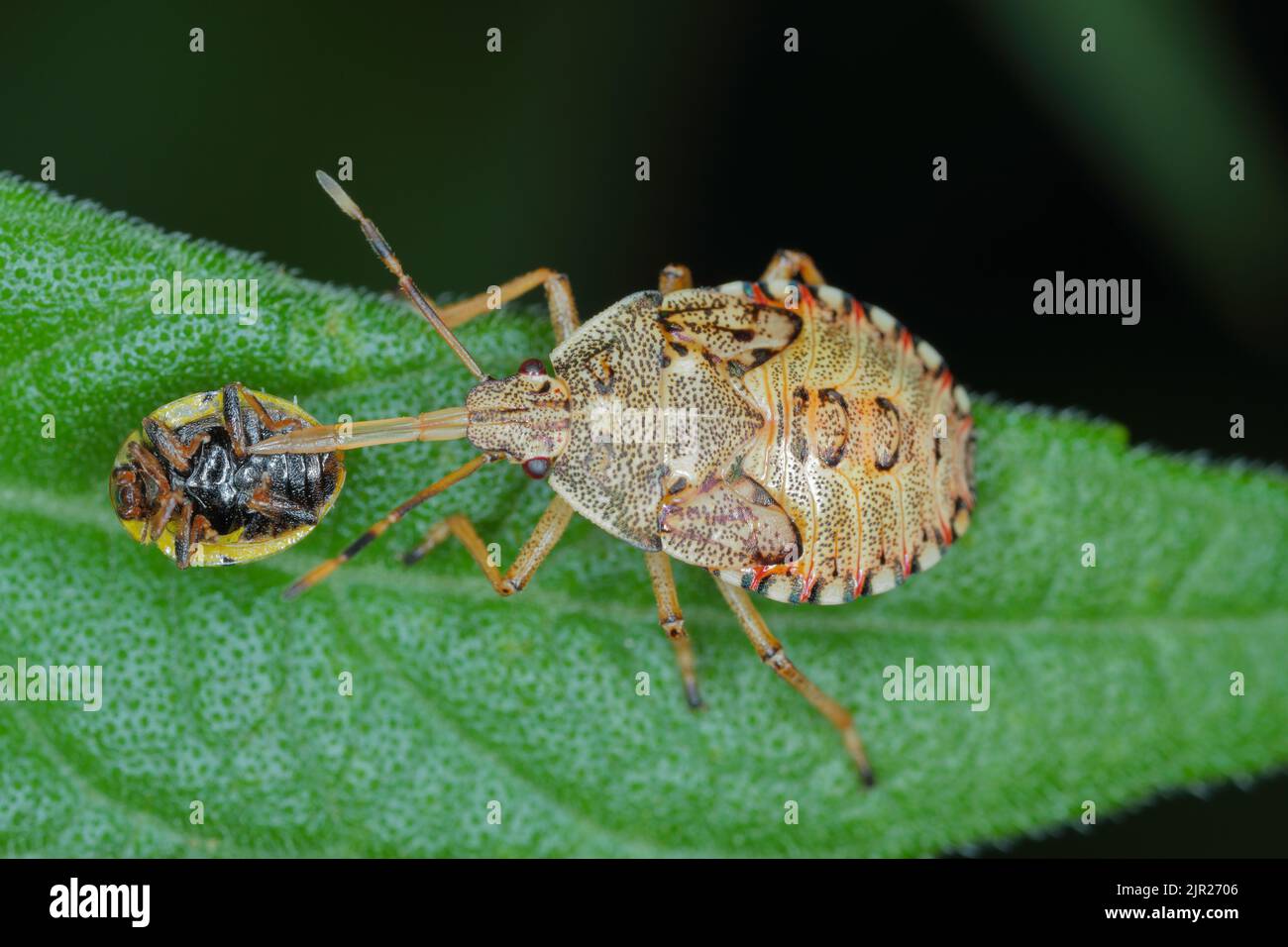 Nymphe, la larve d'un insecte de la famille des Pentatomidae (insecte bouclier) avec un coccinelle. Banque D'Images