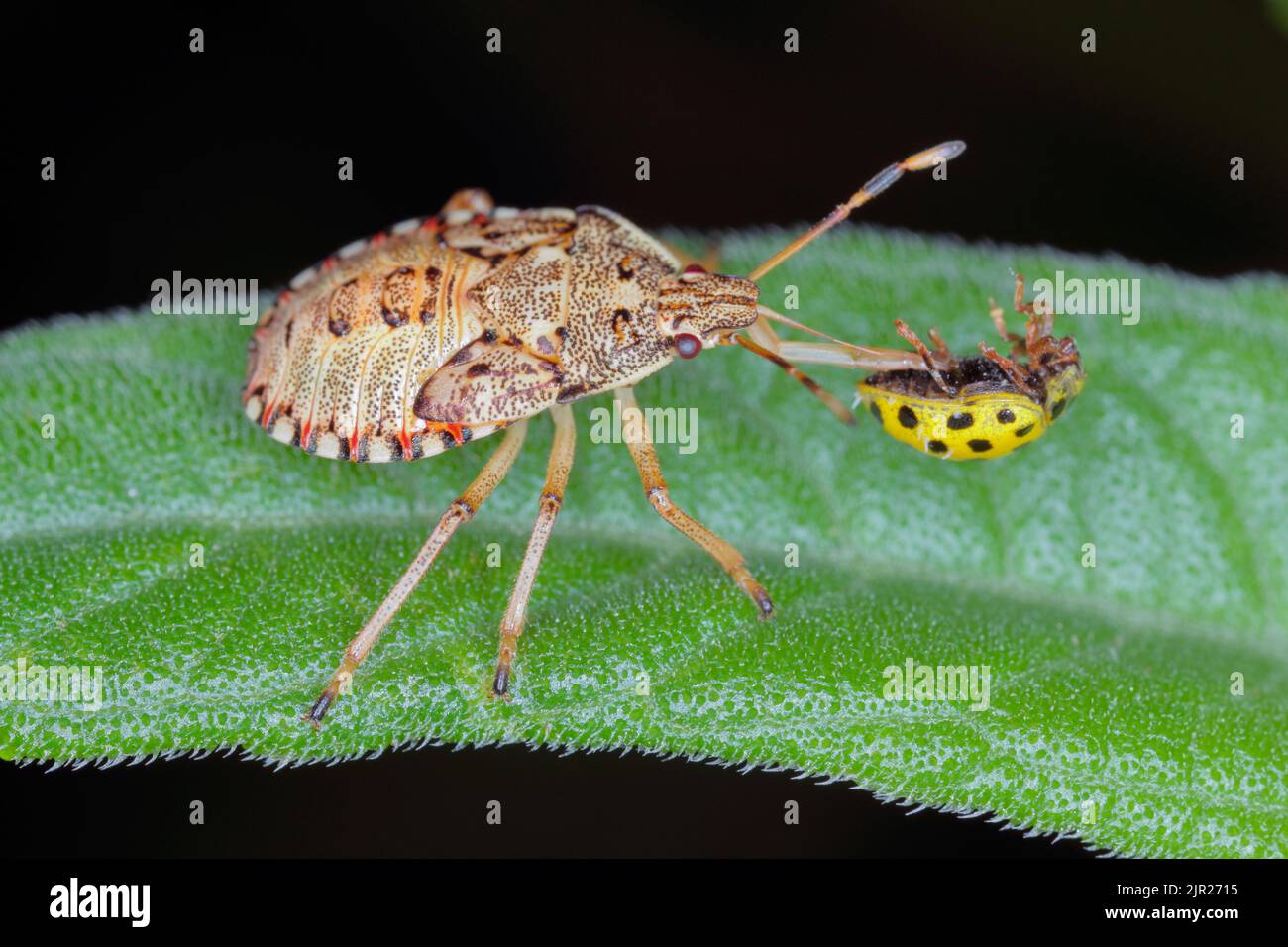Nymphe, la larve d'un insecte de la famille des Pentatomidae (insecte bouclier) avec un coccinelle. Banque D'Images