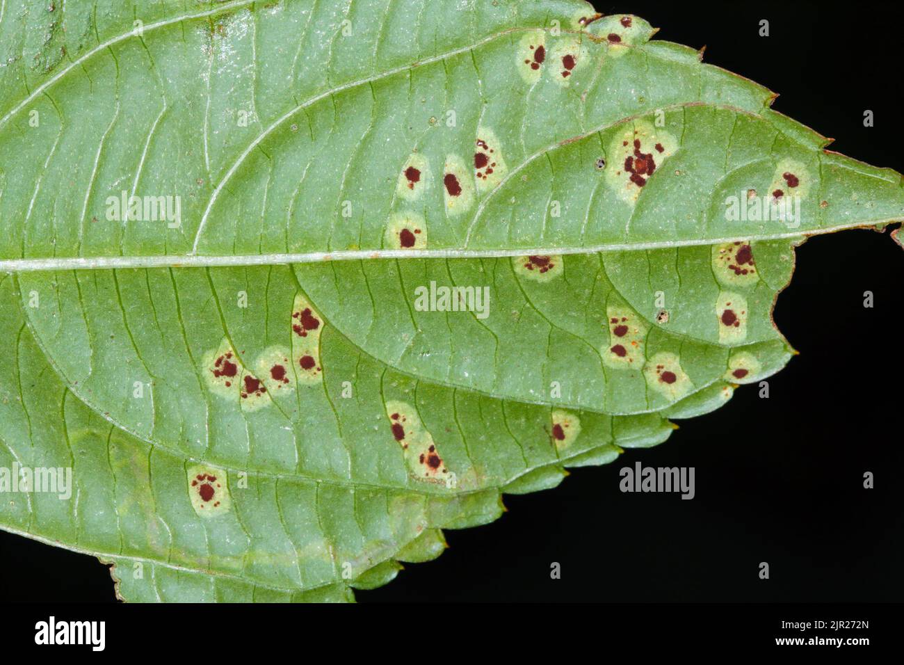 Rouille causée par Puccinia komarovii sur la feuille verte d'Impatiens parviflora (petit balsam) Banque D'Images