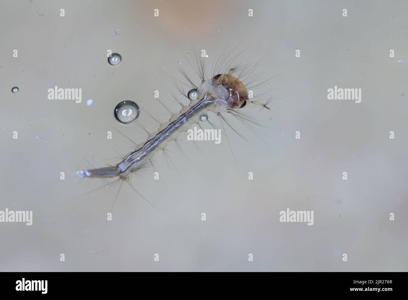 Gros plan de la larve de Mosquito sous l'eau. Banque D'Images