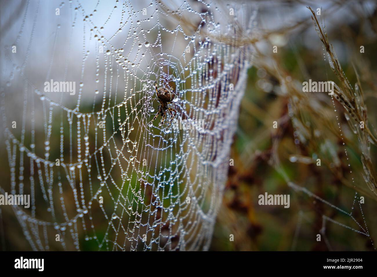 Araignée de jardin, Araneus diadematus. Les araignées ORB weaver sont généralement trouvées entre juillet et octobre au Royaume-Uni, faisant des toiles dans les jardins et les fiels Banque D'Images