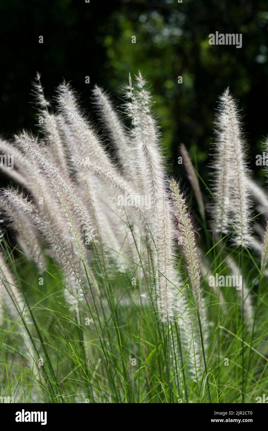 Gros plan d'un buisson de fleur d'herbe de paille avec un fond naturel flou. Mise au point sélective, écran vertical Banque D'Images