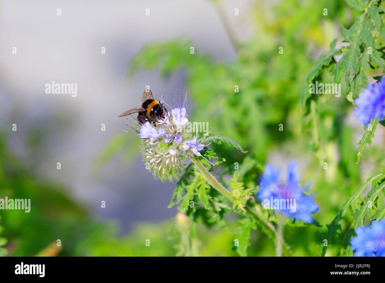 Abeille à queue blanche, Bombus lucorum, recueillant le nectar et le pollen d'une fleur de Borage, Borago officinalis. Banque D'Images