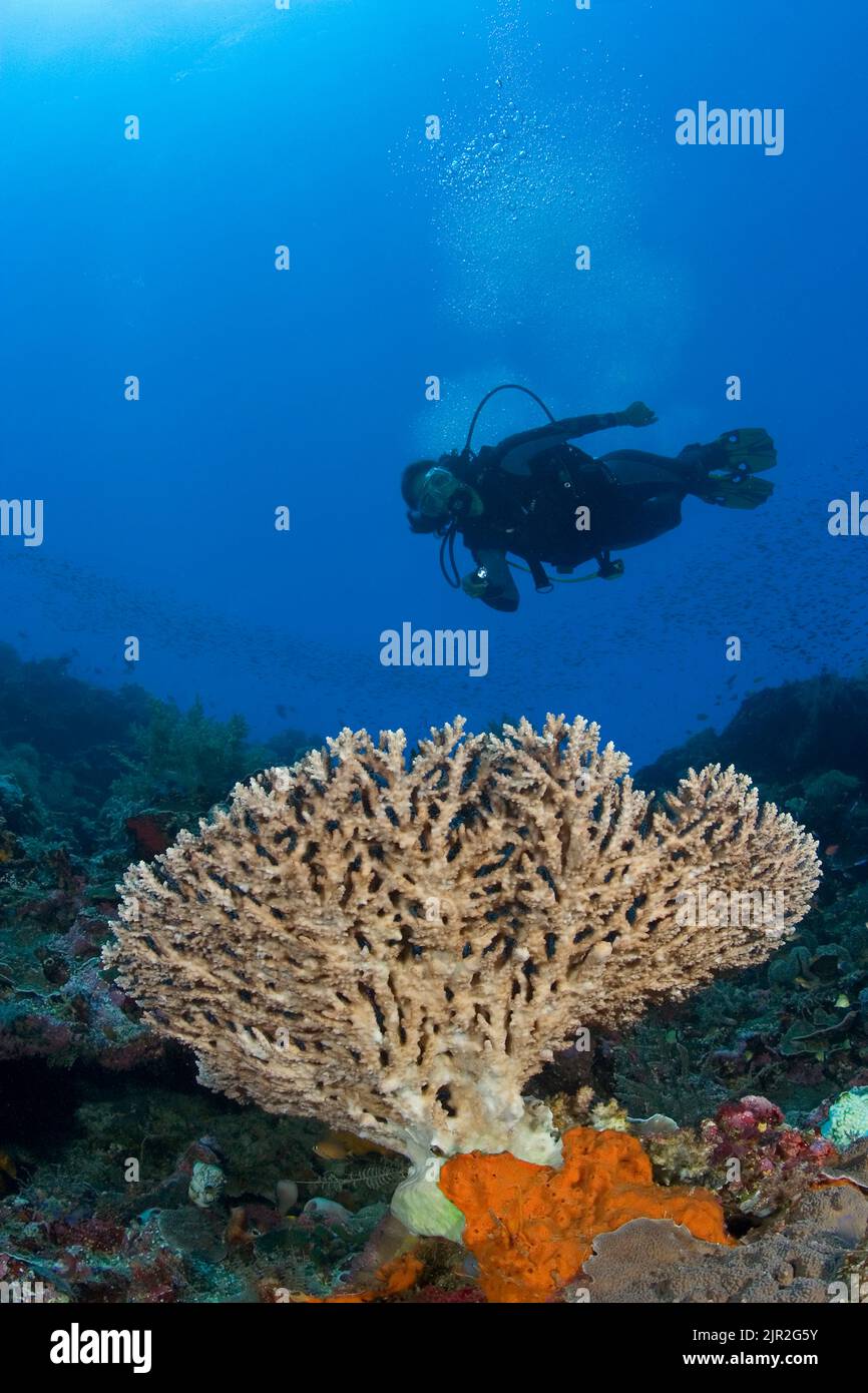 Table corail domine cette scène de récif avec un plongeur (MR). Indonésie. Banque D'Images