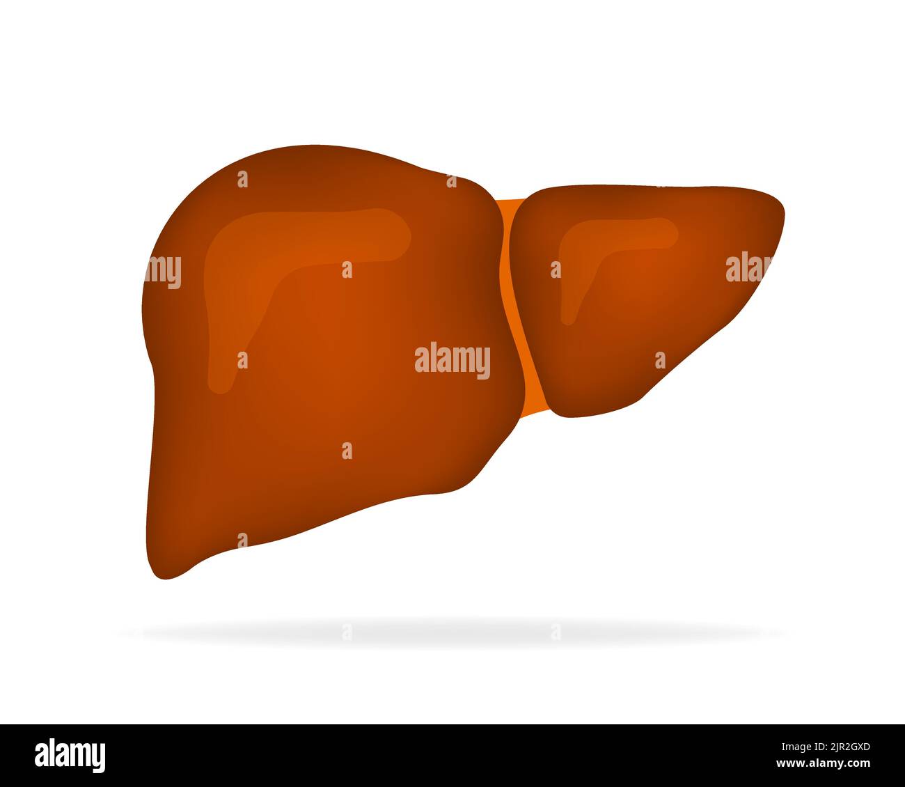 Structure anatomique du foie. Organe digestif de la vésicule biliaire. Illustration vectorielle. Illustration de Vecteur