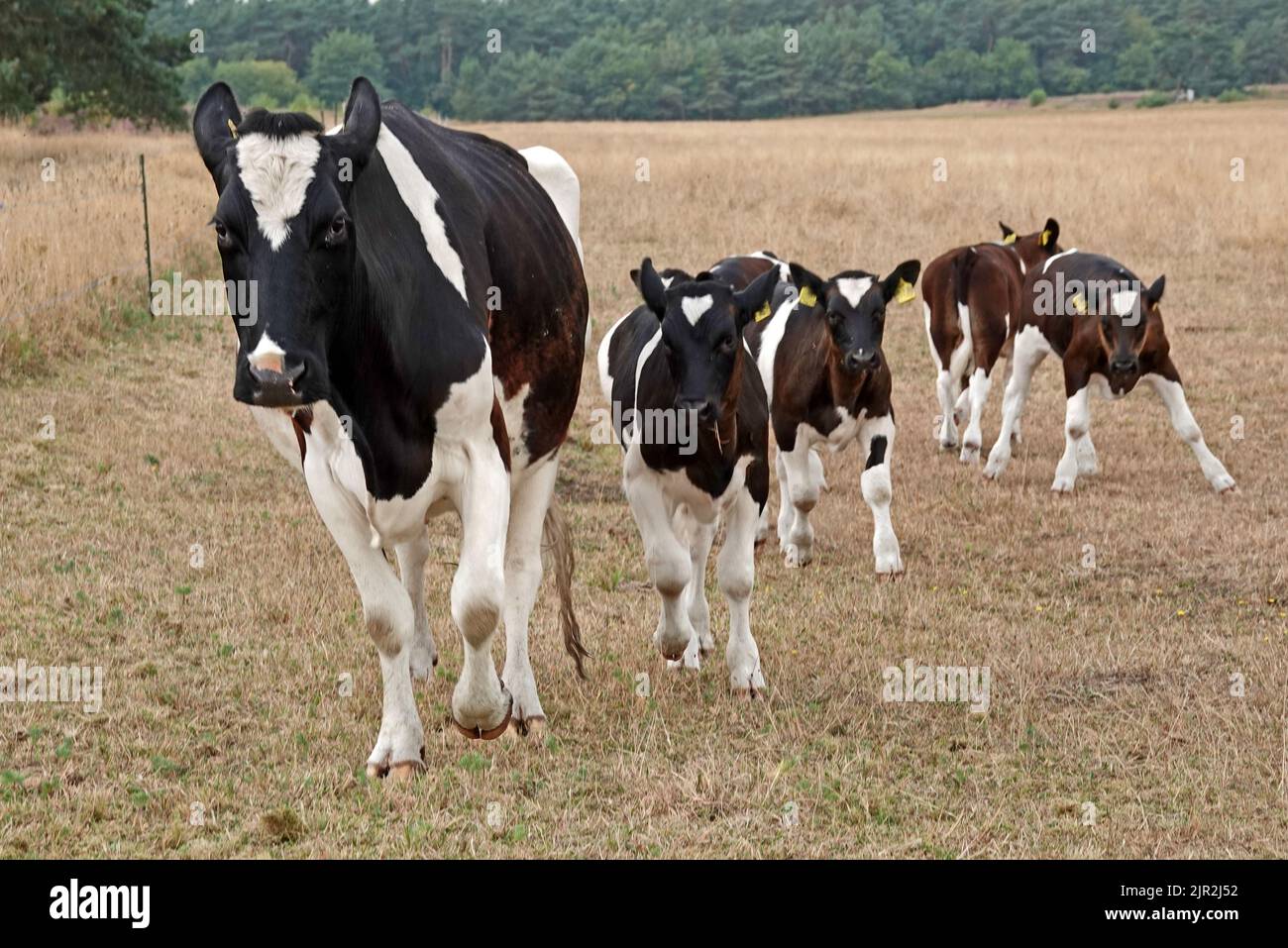 Une vache Holstein-frisonne en course. Beaucoup de veaux sont derrière ici. Dans cette prairie, les veaux sont élevés avec leurs mères. L'herbe est très d Banque D'Images