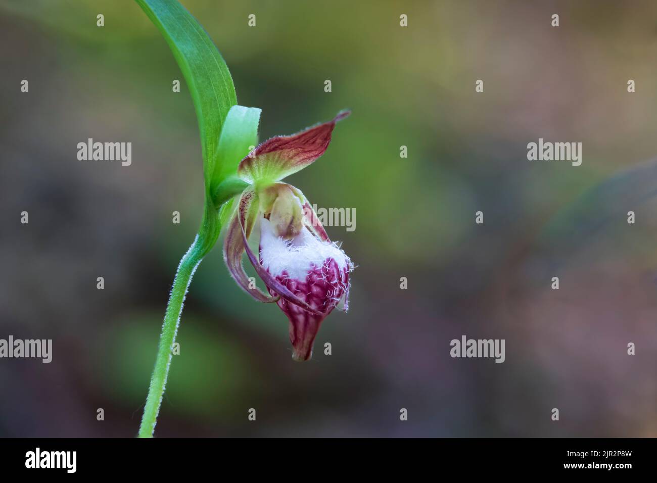 Le RAM's Head Lady's Slipper fleurira dans la réserve écologique des terres humides de Brokenhead, Manitoba, Canada. Banque D'Images