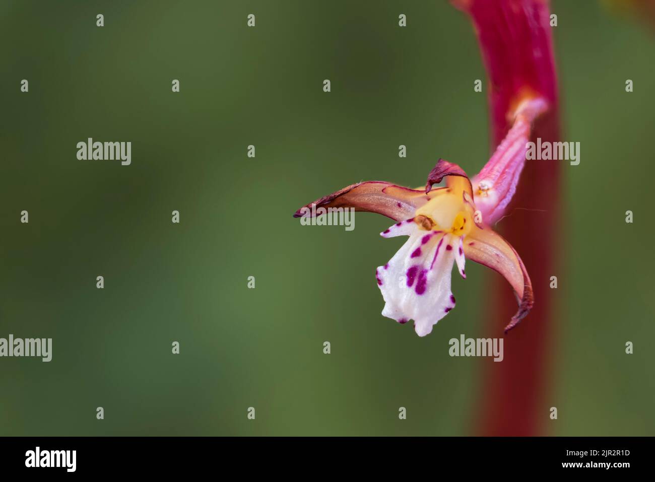 Orchidée à racines de corail tachetées dans la réserve écologique des terres humides de Brokenhead, près de Scanterbury, Manitoba, Canada. Banque D'Images