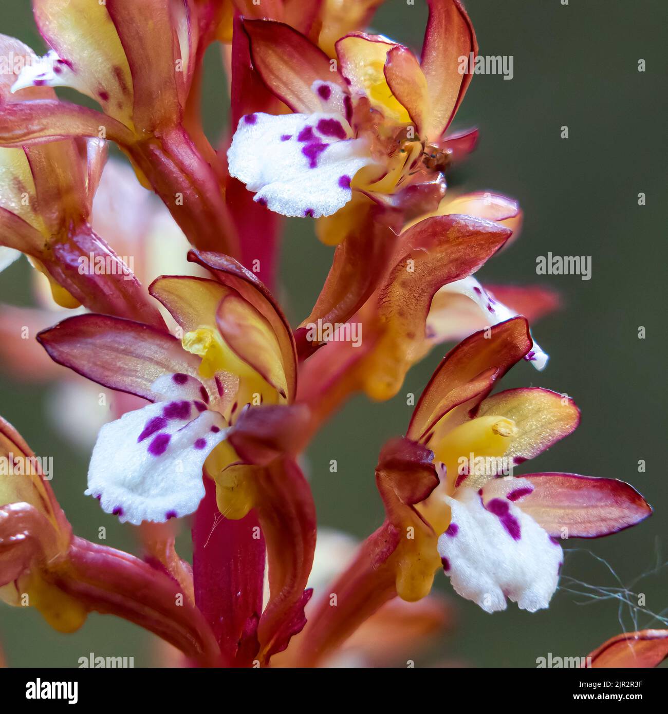 Orchidée à racines de corail tachetées dans la réserve écologique des terres humides de Brokenhead, près de Scanterbury, Manitoba, Canada. Banque D'Images