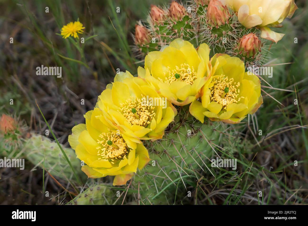 Le cactus à la poire en forme de pirigue fleurit dans le parc national des Prairies, dans le sud de la Saskatchewan, au Canada. Banque D'Images