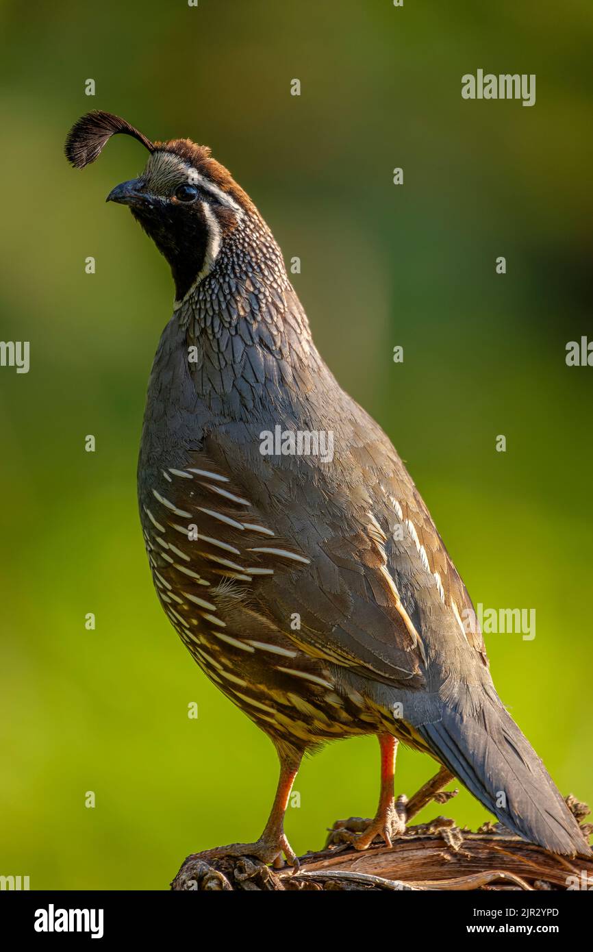 Un caille mâle de Californie (Callipepla californica) qui garde un œil sur les prédateurs Banque D'Images