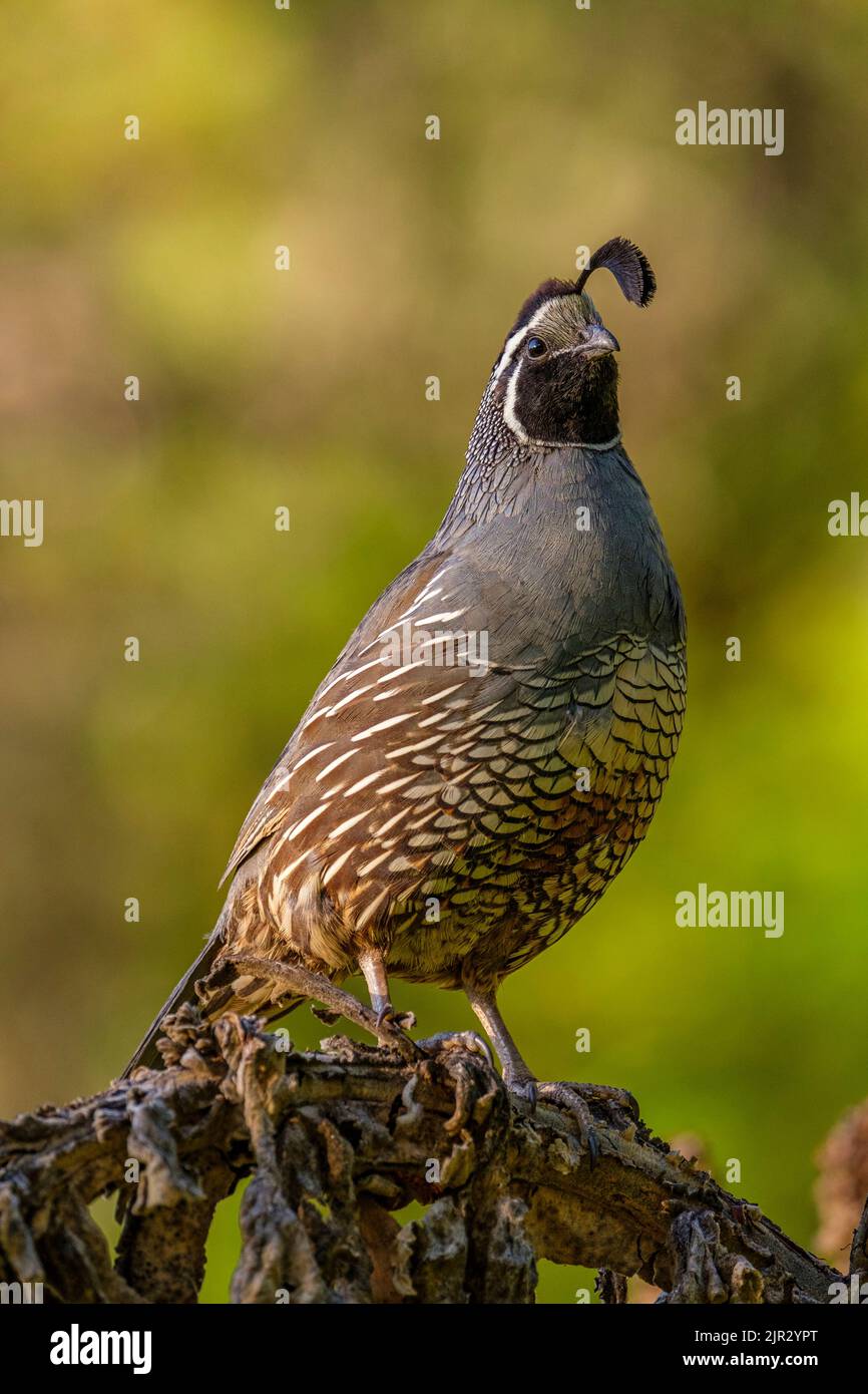 Un caille mâle de Californie (Callipepla californica) qui garde un œil sur les prédateurs Banque D'Images