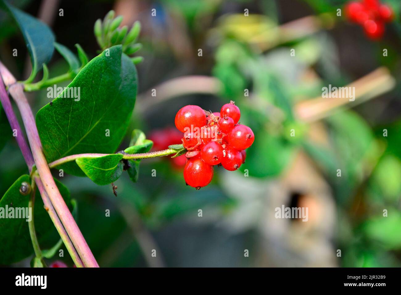 Chevre Fruits Rouges Chèvrefeuille aux fruits rouges Banque de photographies et d’images à ...