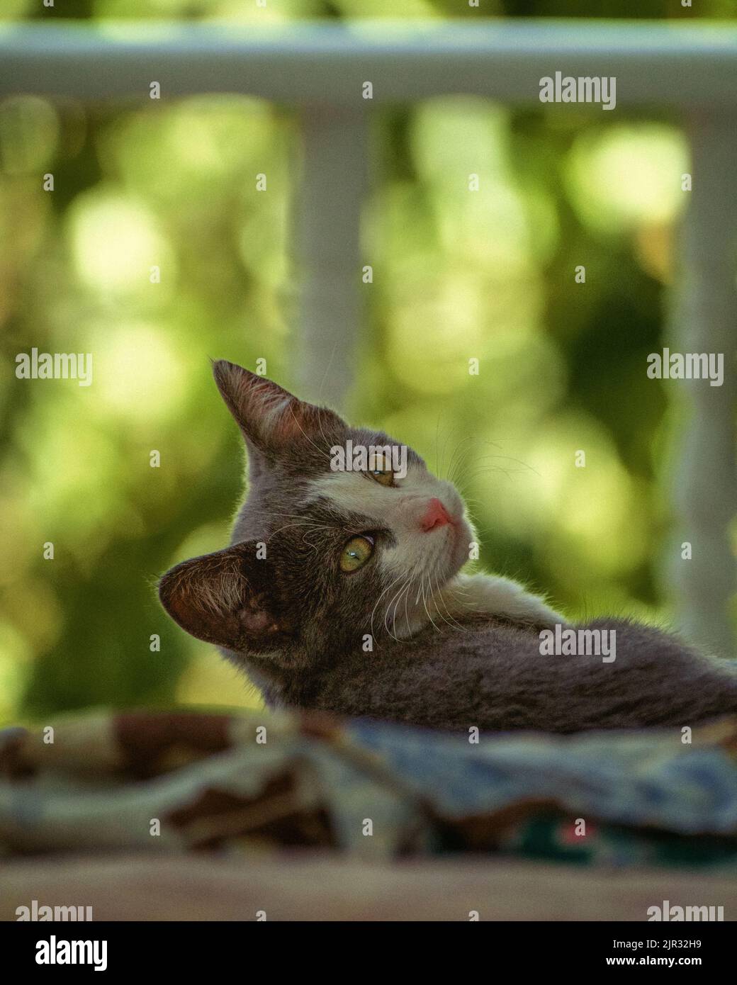 Chat gris et blanc se reposant à l'extérieur et regardant en arrière Banque D'Images