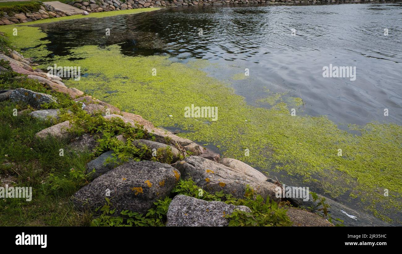 Rive de la mer pleine d'algues en fleurs. Propreté et qualité de l'eau de mer. Banque D'Images