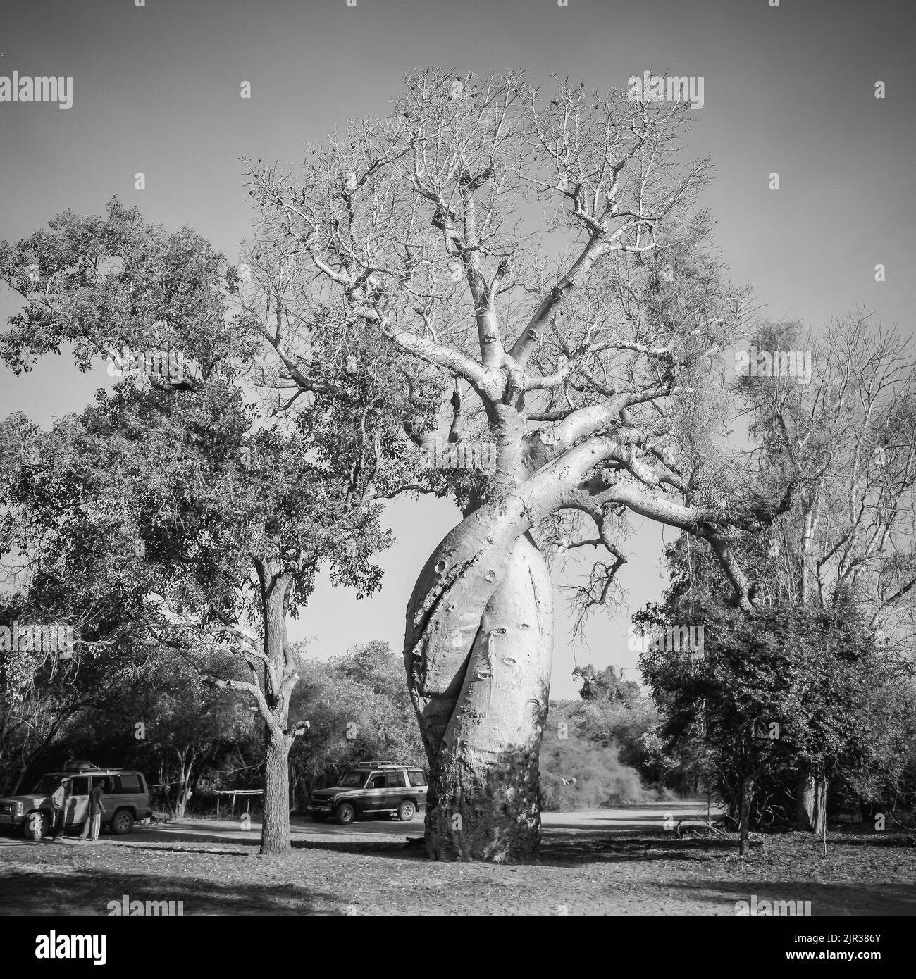 Des baobabs amoureux près de Morondava, Madagascar, Afrique Banque D'Images