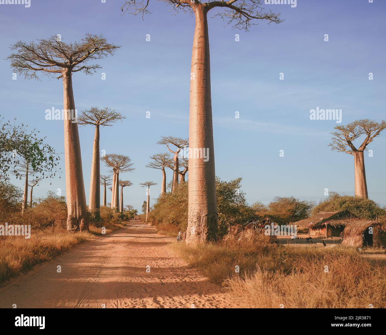 Baobab près de Morondava, Madagascar, Afrique Banque D'Images