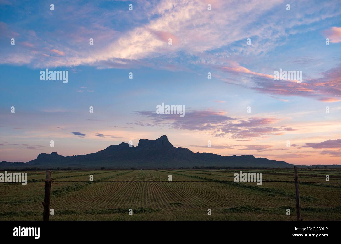 Paysage du champ de ferme Marana avec vue Picacho Peak et grand ciel bleu montre la scène agricole dans le sud-ouest américain, Arizona. Banque D'Images