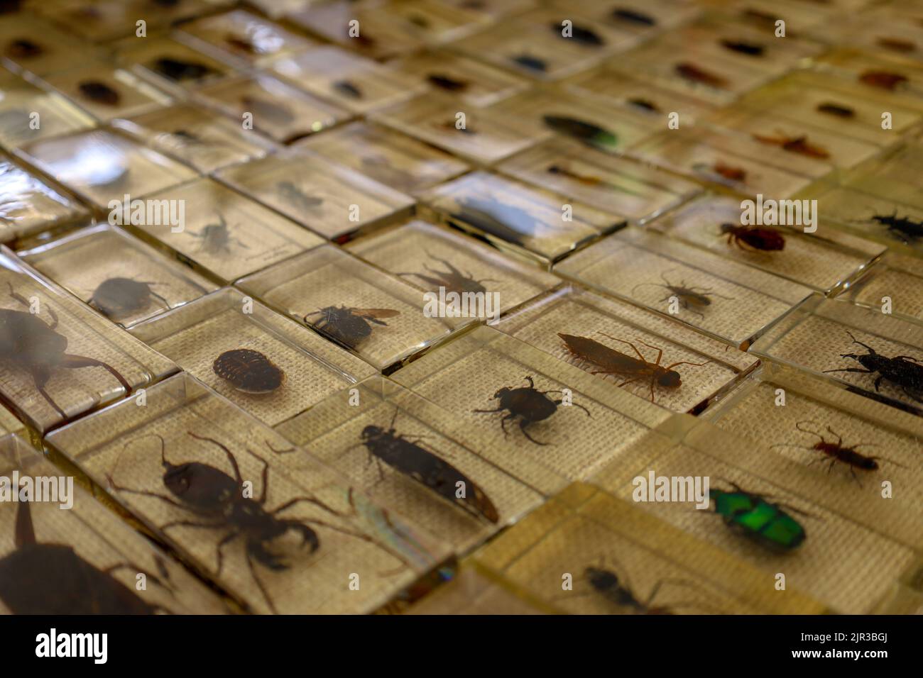 Un gros plan de divers insectes dans un contenant en verre à un marché aux puces de Paris, en France Banque D'Images