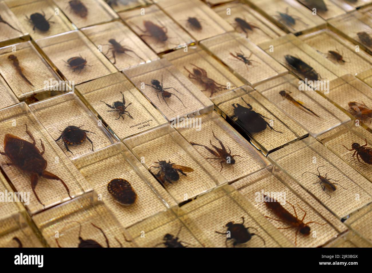 Un gros plan de divers insectes dans un contenant en verre à un marché aux puces de Paris, en France Banque D'Images