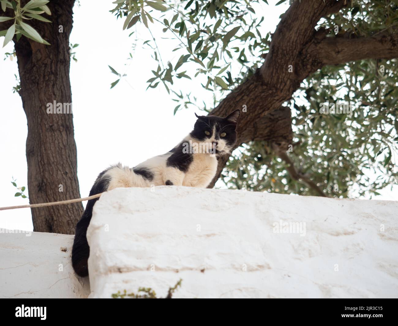 Chat noir et blanc masqué sur le mur sur l'île grecque d'Hydra, Grèce Banque D'Images