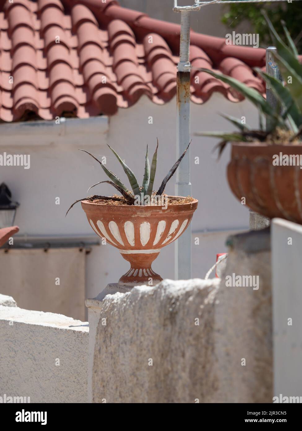 Aloe Vera plante sur pot sur mur de villa grecque Banque D'Images