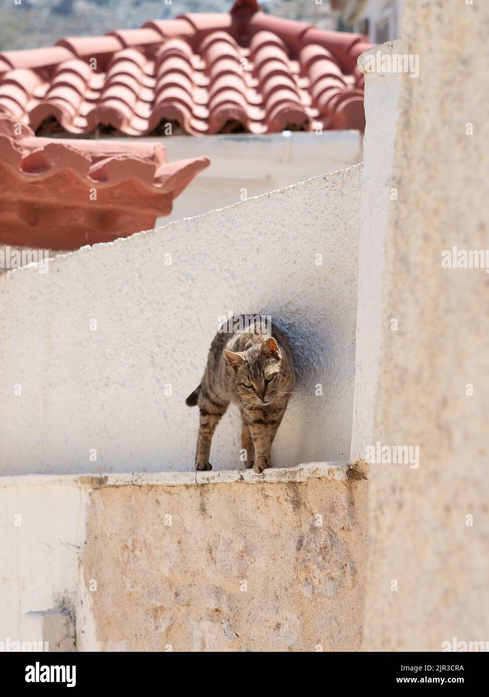 Tabby chat marchant le long de mur blanc avec toit en terre cuite sur l'île grecque Banque D'Images