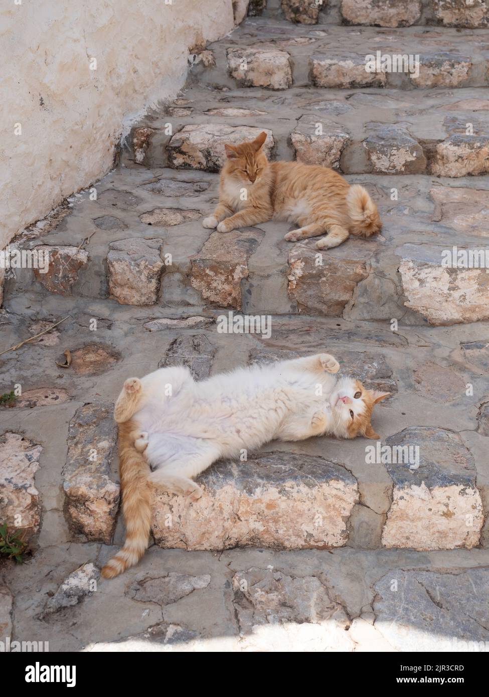 Island Cat roulant sur son dos pour montrer son ventre furieux, au bas des marches avec un autre chat de gingembre, sur l'île grecque Banque D'Images