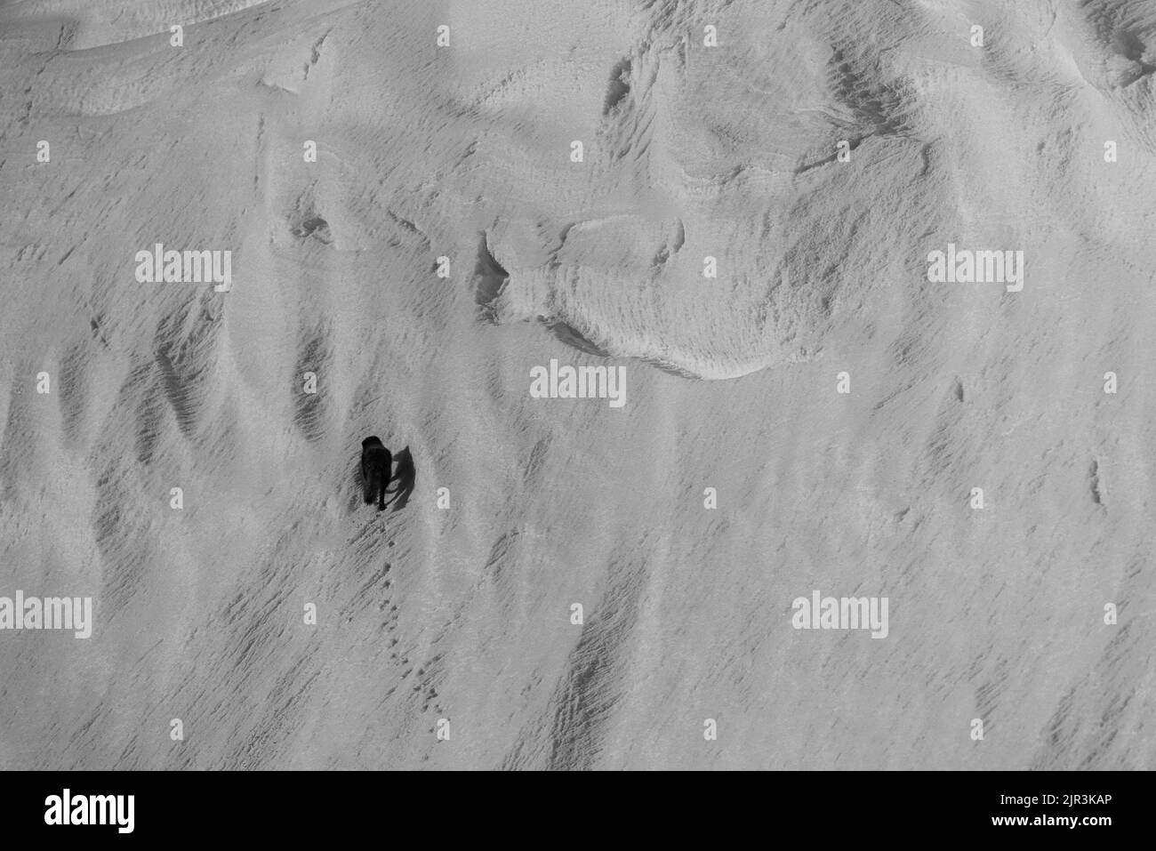 Vue d'un renard arctique dans la neige Banque D'Images