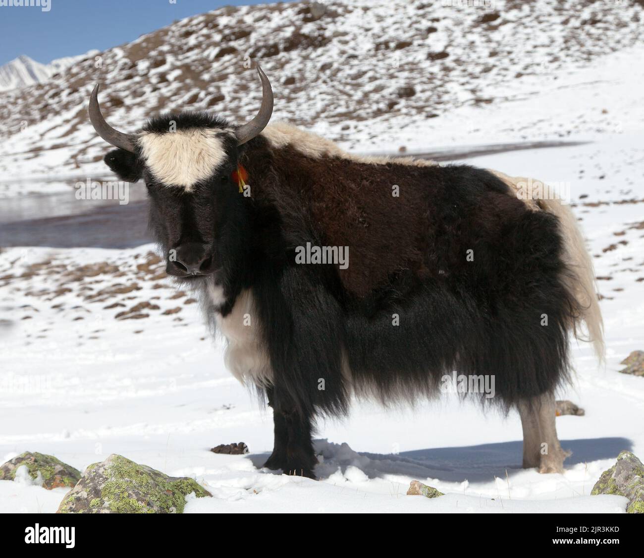 Yak sur la neige dans la région d'Annapurna près du lac de glace (Kicho Tal), chaîne d'Annapurna, Népal Banque D'Images