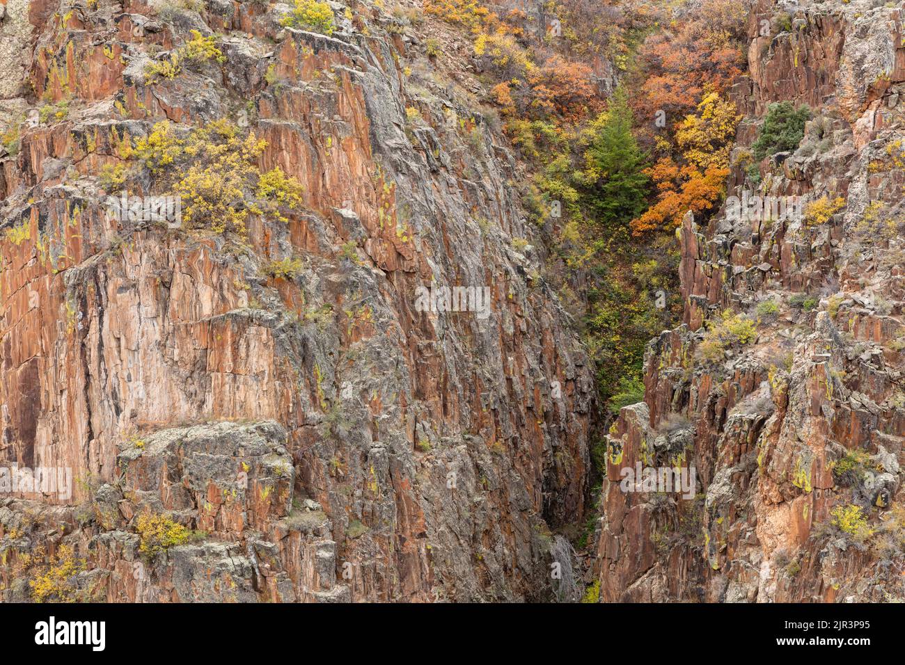 Feuillage d'automne coloré sur les falaises érodées du Black Canyon du parc national de Gunnison, Colorado Banque D'Images