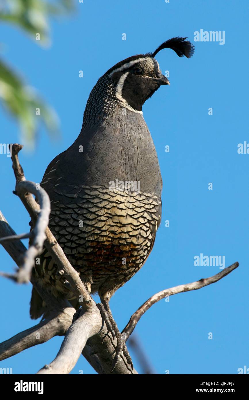 Ce Quail de Californie fait face au soleil du matin à Eagle Idaho USA en 2022. Banque D'Images