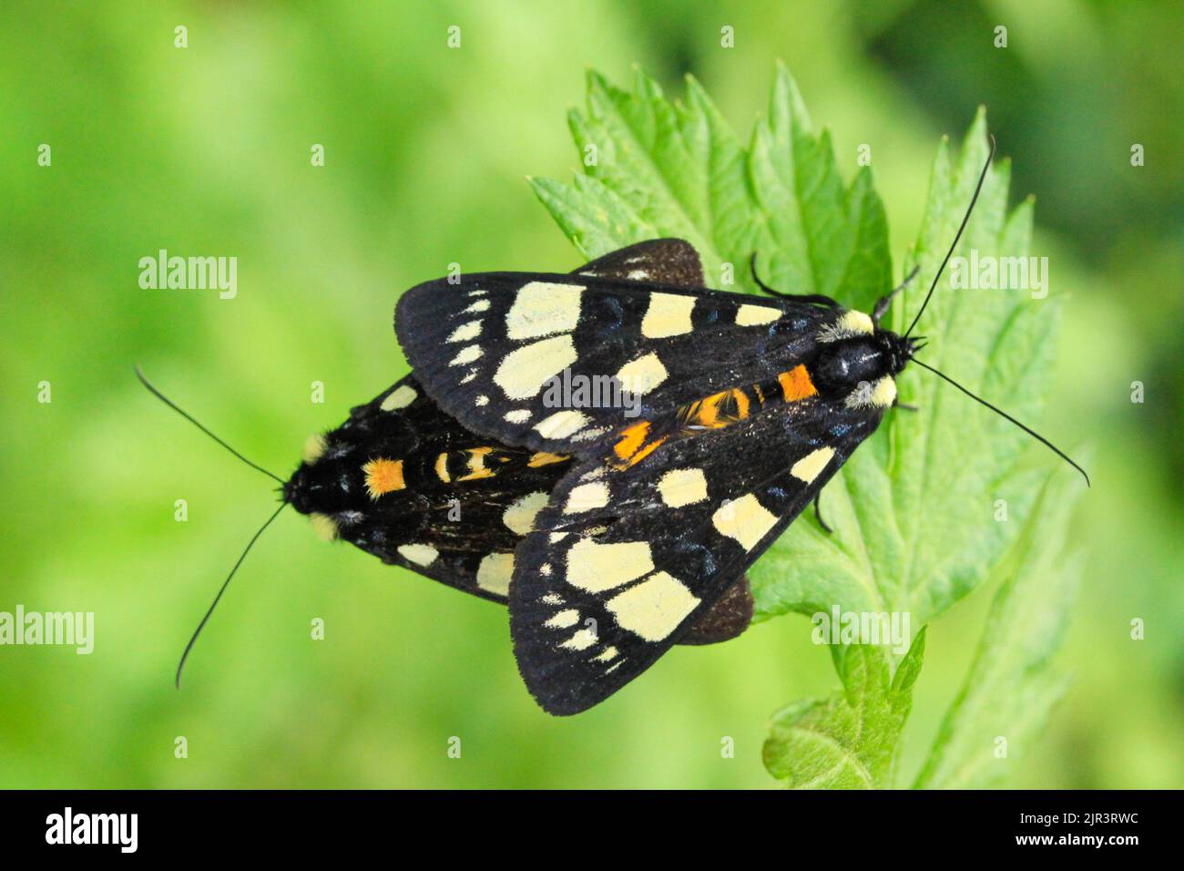 Gros plan de magnifiques insectes sur fond vert Banque D'Images