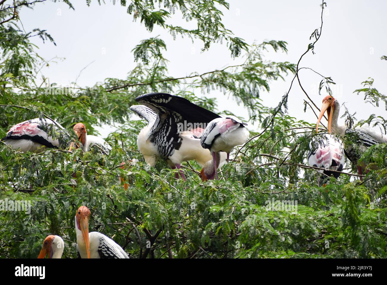 Un troupeau de cigognes peintes qui sont des oiseaux migrateurs se reposent au zoo de New Delhi en Inde Banque D'Images