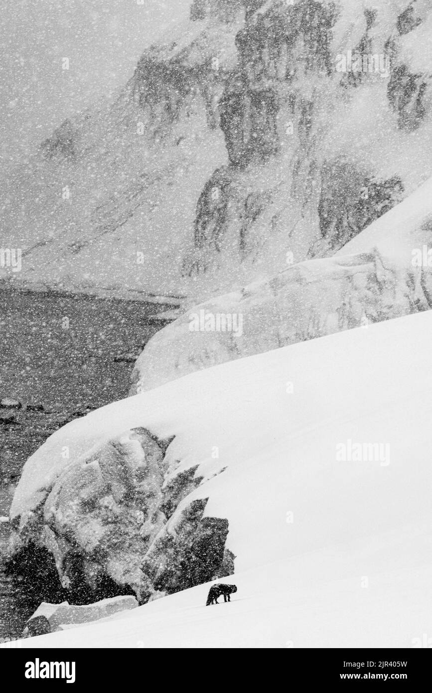 Une scène d'hiver pittoresque avec un renard solitaire polaire errant dans la réserve naturelle de Hornstrandir, en Islande Banque D'Images