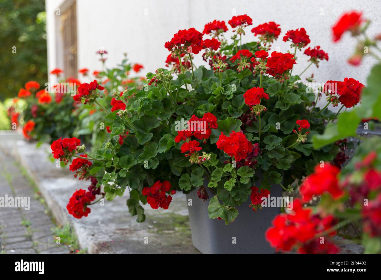 Les pélargoniums rouges fleurissent en masse sur le mur de la maison, un exemple de pergola paysagée et mur de la maison. Rouge Pelargonium dans le jardin. Geraniu rouge Banque D'Images