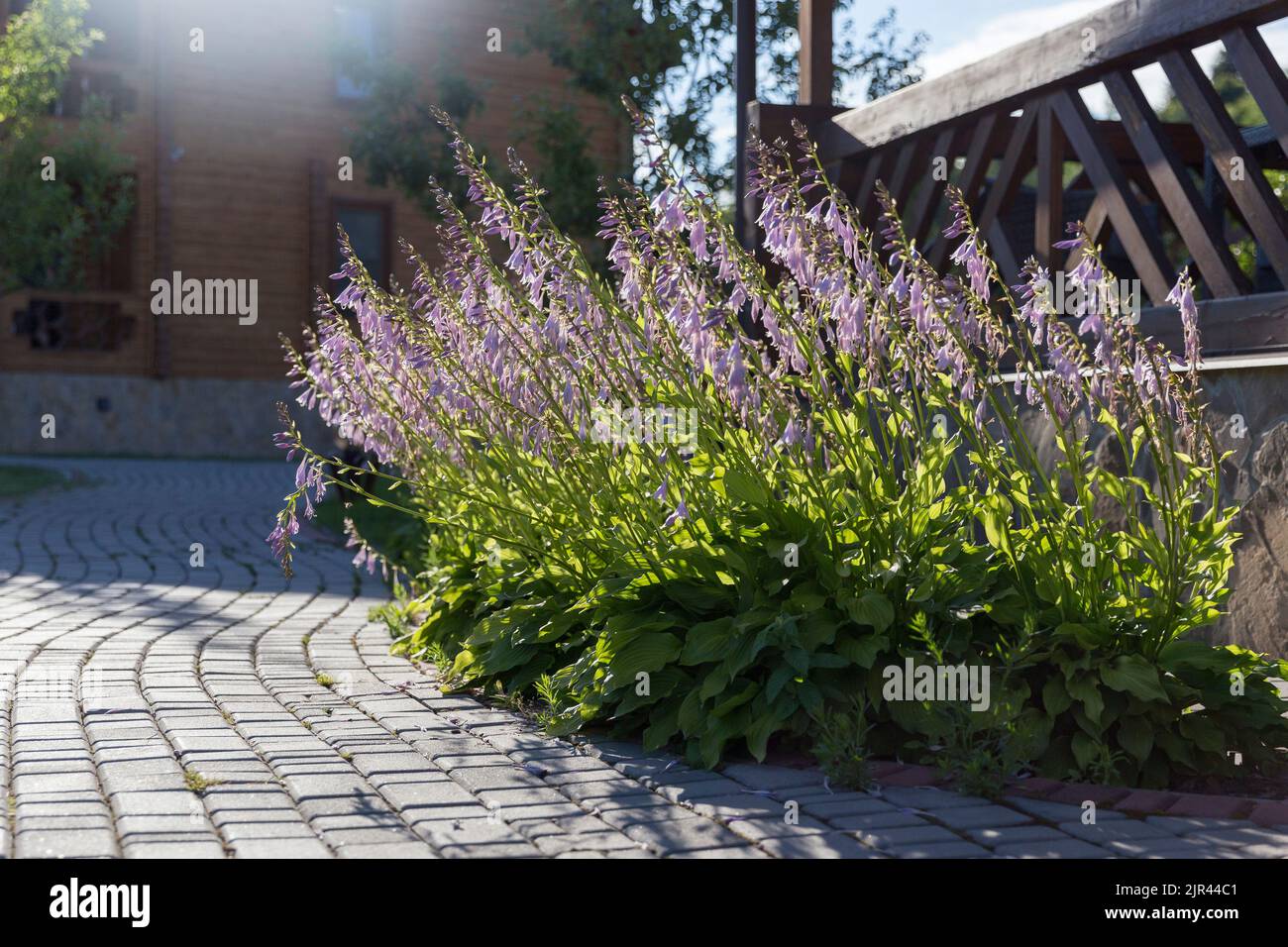 Fleurs de hosta blanc dans le parc, belle lumière d'été. Fleurs hosta violettes dans le parc. HostA plantaginea ombre-amour de la famille de plantes de jardin comme Banque D'Images