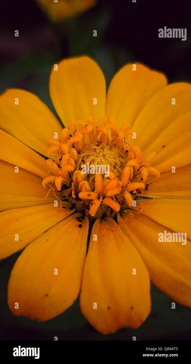 Photo macro d'un tournesol jaune dans le jardin Banque D'Images
