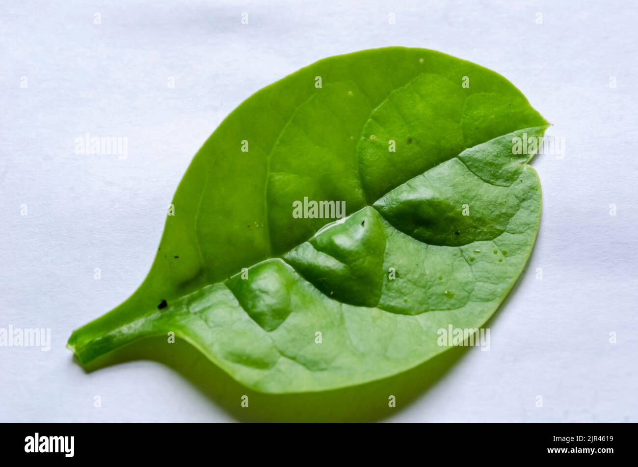 Feuille d'épinard isolée Banque D'Images