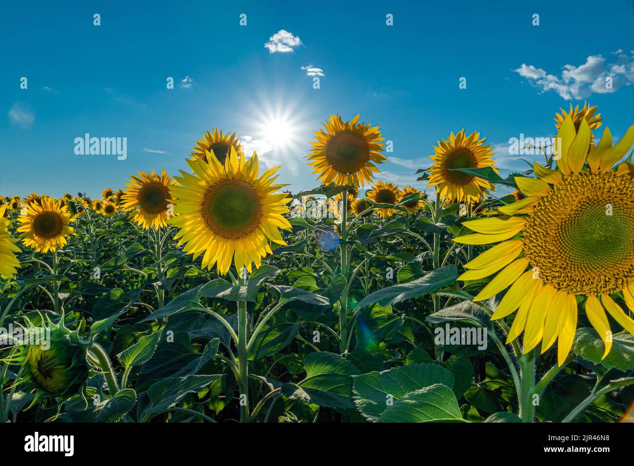 GGNKDL Sac à bandoulière imprimé graines de tournesol et renards pour