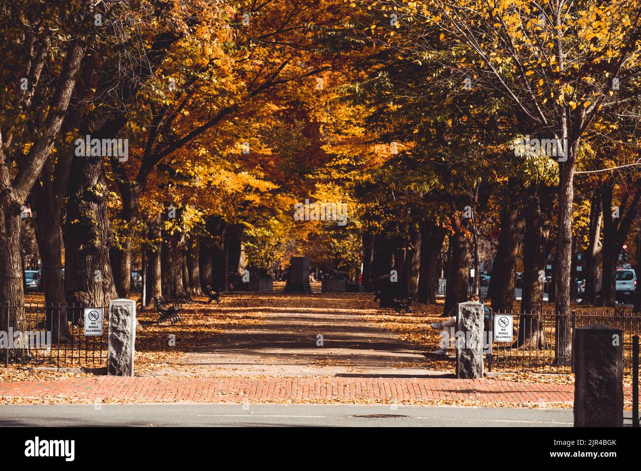 Une photo panoramique d'arbres au centre commercial Commonwealth Avenue à Boston, Massachusetts, pendant la saison d'automne Banque D'Images