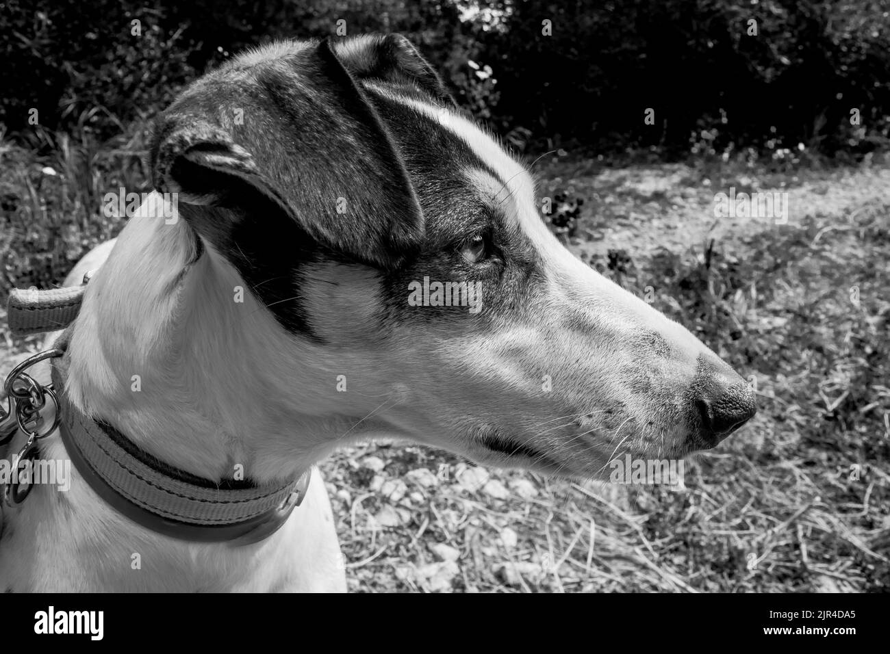 Gros plan sur le visage d'un chien de race de terrier et de croisement avec pointeur, avec des yeux noisettes, dans la campagne maltaise. Banque D'Images