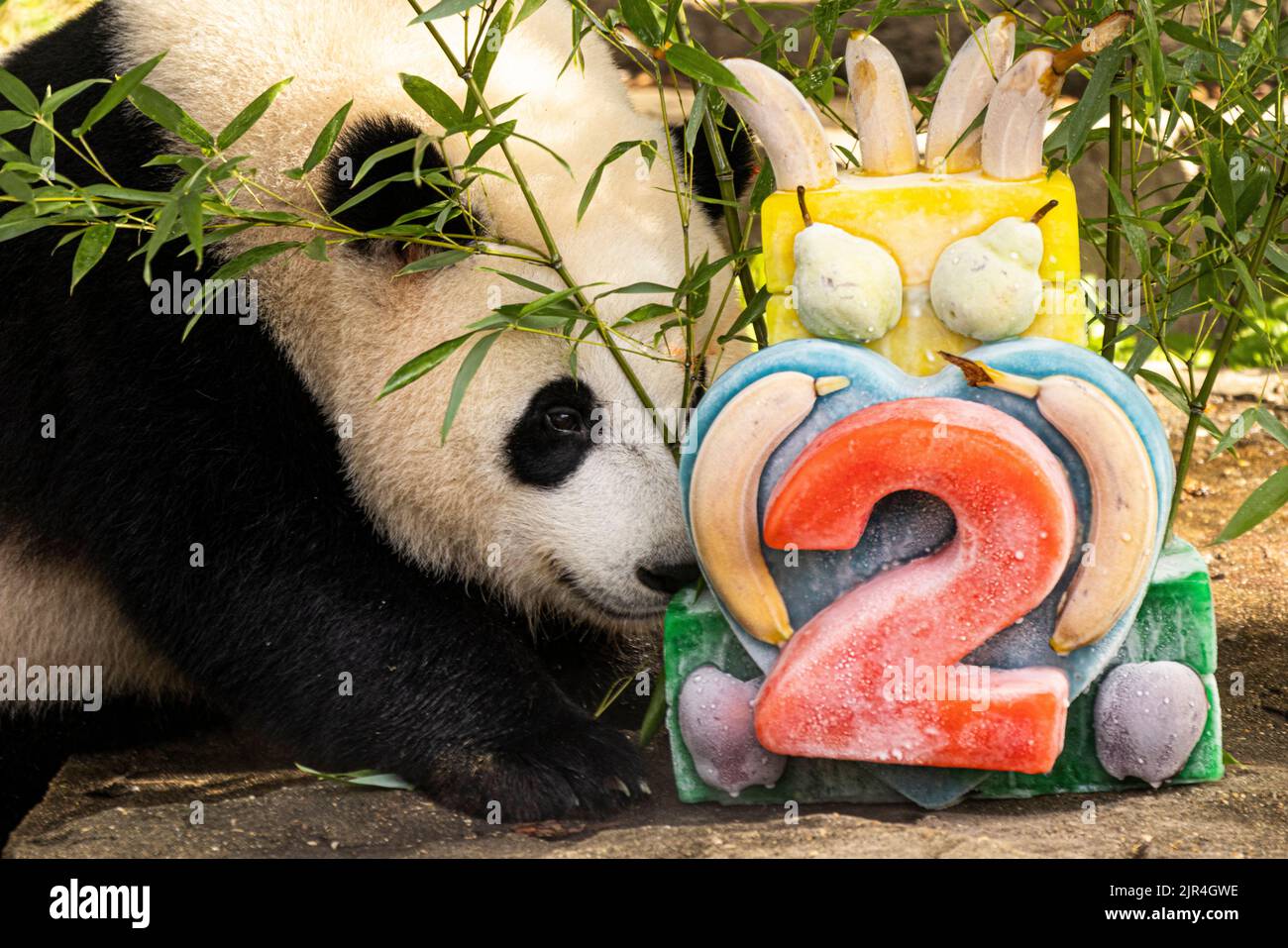 Washington, États-Unis. 21st août 2022. Giant panda cub Xiao Qi Ji est vu au zoo national de Smithsonian à Washington, DC, États-Unis, le 21 août 2022. Xiao Qi Ji a fêté dimanche son deuxième anniversaire au zoo national de Smithsonian à Washington. Les gardiens ont fait un gâteau avec des jus de pomme et d'ananas dilués congelés pour le mignon cub, et l'ont décoré avec un « 2 » rouge ainsi que les friandises préférées du cub -- patate douce, pomme, carotte, poire, canne à sucre, banane, et bambou. Crédit : Aaron Schwartz/Xinhua/Alay Live News Banque D'Images