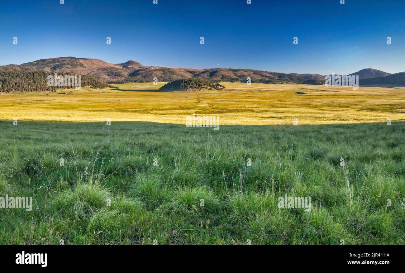 Herbage montagnard à Valle Grande, Redondo Peak sur la gauche, Cerro la Jara au centre, tôt le matin, à la réserve naturelle de Valles Caldera, Nouveau-Mexique, États-Unis Banque D'Images