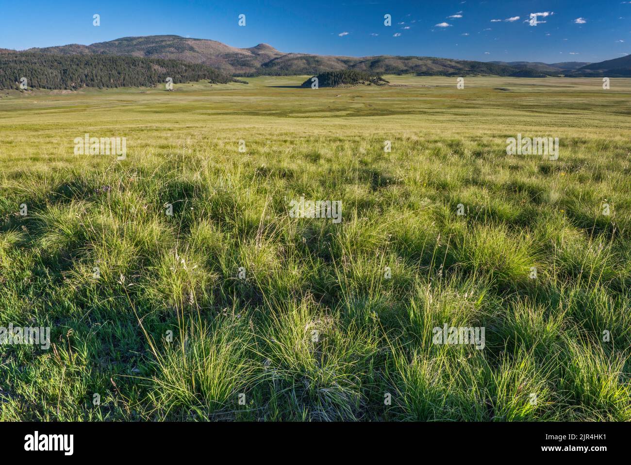 Herbage montagnard à Valle Grande, Redondo Peak sur la gauche, Cerro la Jara au centre, tôt le matin, à la réserve naturelle de Valles Caldera, Nouveau-Mexique, États-Unis Banque D'Images