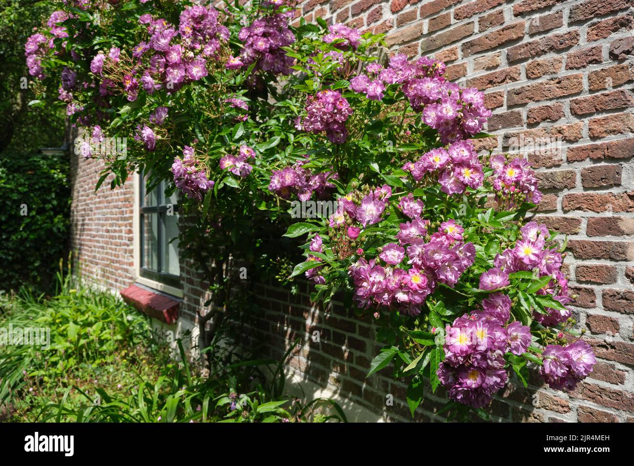Une rose rose buisson contre un mur de briques d'une maison dans un jardin. Rambler de rose ou Rosa Veilchenblau. Banque D'Images
