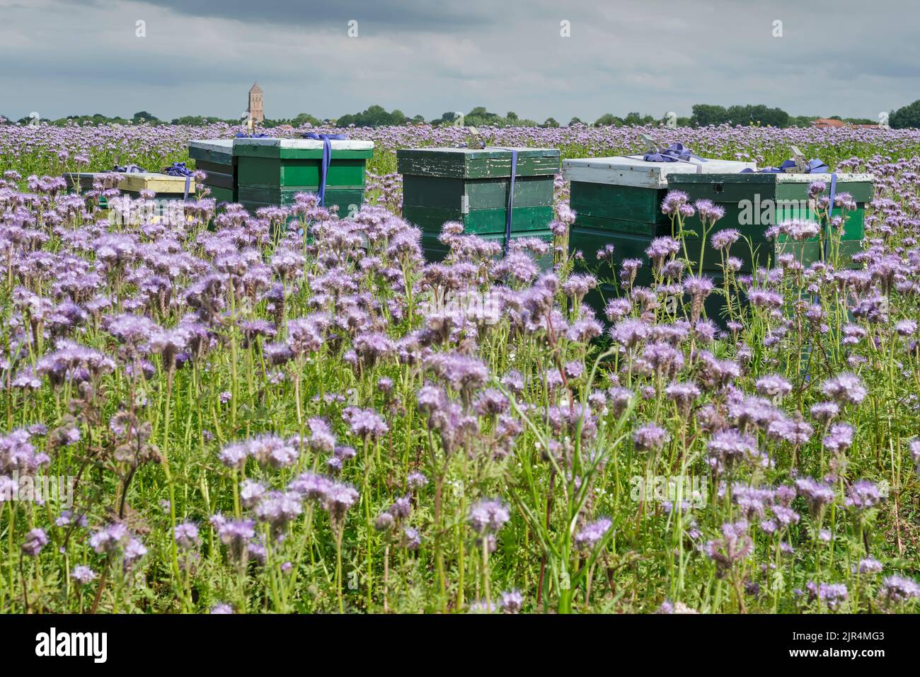Ruches dans un champ de plantes de Phacelia pourpre sous un ciel orageux. Cette plante est souvent visitée par les abeilles et les bourdons. Banque D'Images