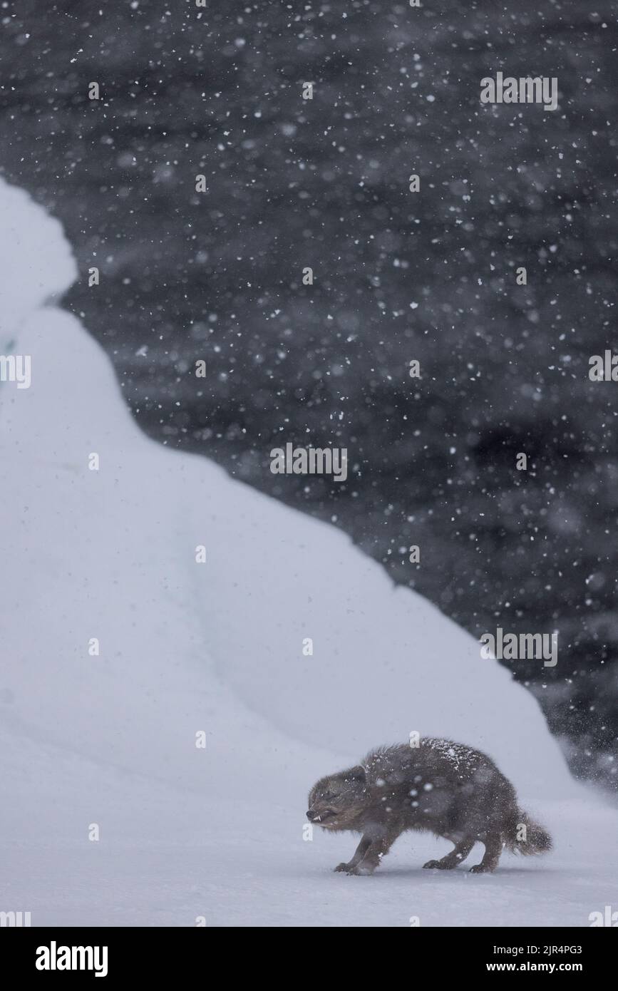 Un cliché vertical d'un renard arctique dans la neige Banque D'Images